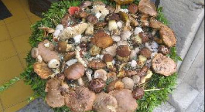 Composizione di funghi del Salento